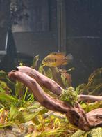 Amatitlania altoflava, Dieren en Toebehoren, Vis, Zoetwatervis