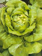 Botersla Zaden Moestuinzaden, Ophalen of Verzenden, Volle zon