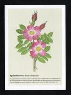 Geurkaart Egelantierroos Rosa Rubiginosa., Ophalen of Verzenden, 1980 tot heden, Ongelopen, Cultuur en Media