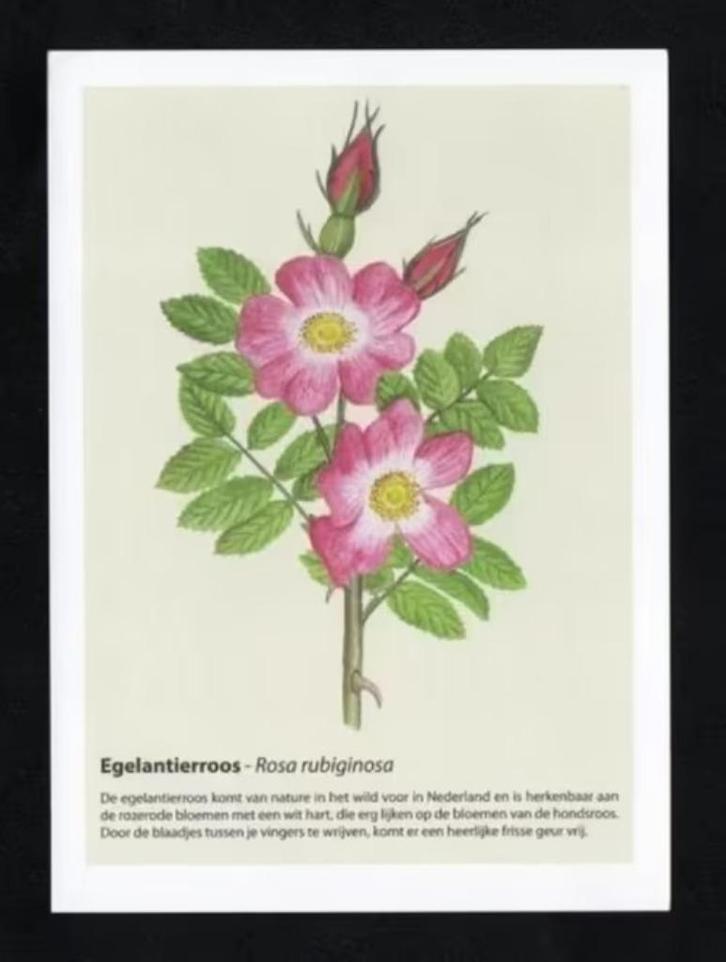 Geurkaart Egelantierroos Rosa Rubiginosa., Verzamelen, Ansichtkaarten | Themakaarten, Ongelopen, 1980 tot heden, Cultuur en Media