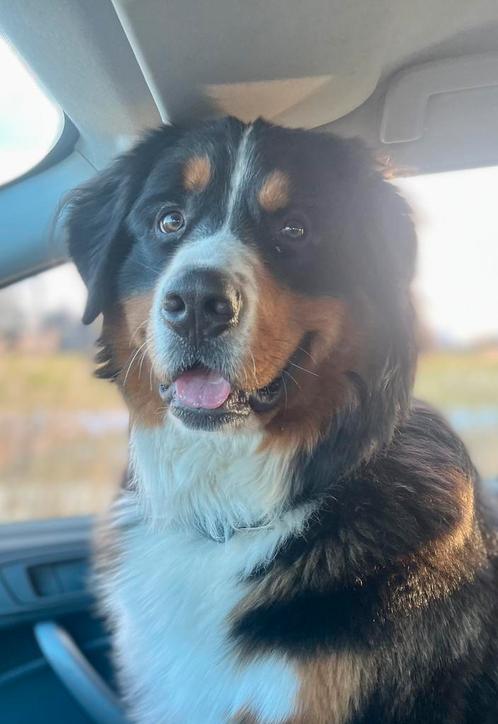 Dekreu Bernersennen kruising, Dieren en Toebehoren, Honden | Dekreuen, Reu, Particulier, Eén hond, Nederland, 1 tot 2 jaar, CDV (hondenziekte)