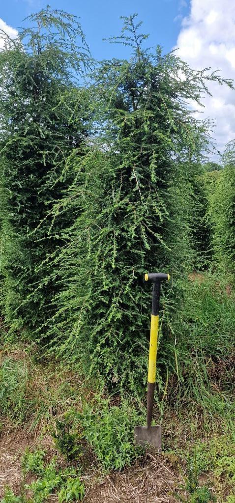 Tsuga canadensis Hemlockspar, Tuin en Terras, Planten | Struiken en Hagen, Haag, Overige soorten, 100 tot 250 cm, Ophalen of Verzenden