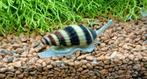 Anatome Helena slak ( slak etende slak), Dieren en Toebehoren, Vissen | Aquariumvissen, Slak of Weekdier