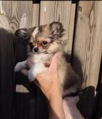 Chihuahua reu uit fci ouders, Reu, CDV (hondenziekte), 8 tot 15 weken, Eén hond