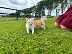 2 mooie boerderij kittens, Dieren en Toebehoren, Katten en Kittens | Overige Katten