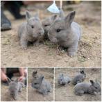 Prachtige konijnen, Dieren en Toebehoren, Konijnen, Meerdere dieren, Groot, 0 tot 2 jaar