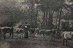 frankrijk 1908 vee runderen koeien met boerin, Gelopen, Zuid-Holland, Ophalen, Voor 1920