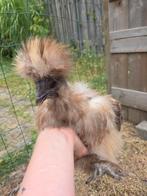 Zijdehoen showgirl hen te koop, Dieren en Toebehoren, Vrouwelijk, Kip