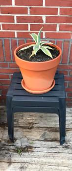 Agave, Ophalen, Bloeit niet, Overige soorten, Volle zon