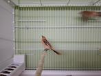 Jonge baardmannetjes poppen, Dieren en Toebehoren, Vrouwelijk, Tropenvogel, Geringd