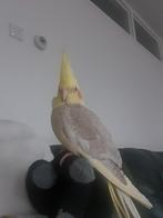 Heel mooie Valkparkieten jonge koppel zijn half tam metkooi, Meerdere dieren, Parkiet, Tam