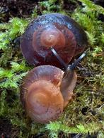 Caracolus excellens - UFO slak (prijs per 3), Dieren en Toebehoren, Overige Dieren, Mei, Meerdere dieren