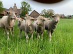 Schapen Wolmerino, Dieren en Toebehoren, Schapen, Geiten en Varkens, Vrouwelijk, Schaap, 0 tot 2 jaar