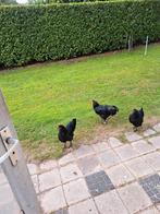 Jonge Australorp hanen(groot), Dieren en Toebehoren, Mannelijk, Kip