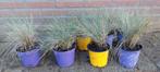 Blauw schapengras festuca glauca, Ophalen, Zomer, Vaste plant, Volle zon
