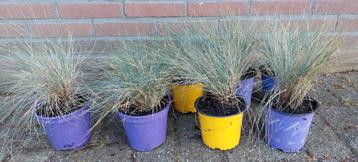 Blauw schapengras festuca glauca beschikbaar voor biedingen