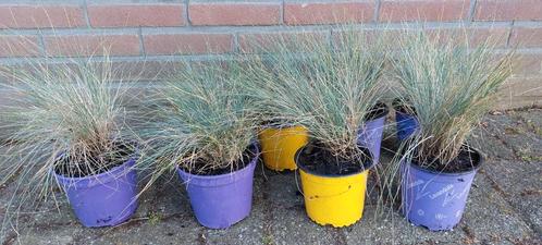 Blauw schapengras festuca glauca, Tuin en Terras, Planten | Tuinplanten, Vaste plant, Volle zon, Zomer, Ophalen