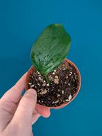 Monstera Acacoyaguensis klein plantje, Ophalen of Verzenden, Halfschaduw, Minder dan 100 cm