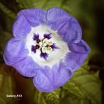 Zegekruid bloemzaad - Biologisch & Onbespoten, Ophalen of Verzenden, Eenjarig, Overige soorten, Volle zon