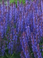 Zaden Salvia Nemorosa " Sensation violet blue", Ophalen of Verzenden, Volle zon