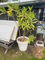 Grote witbloeiende oleander in witte pot, Tuin en Terras, Planten | Bomen, 100 tot 250 cm, Zomer, Ophalen, Volle zon