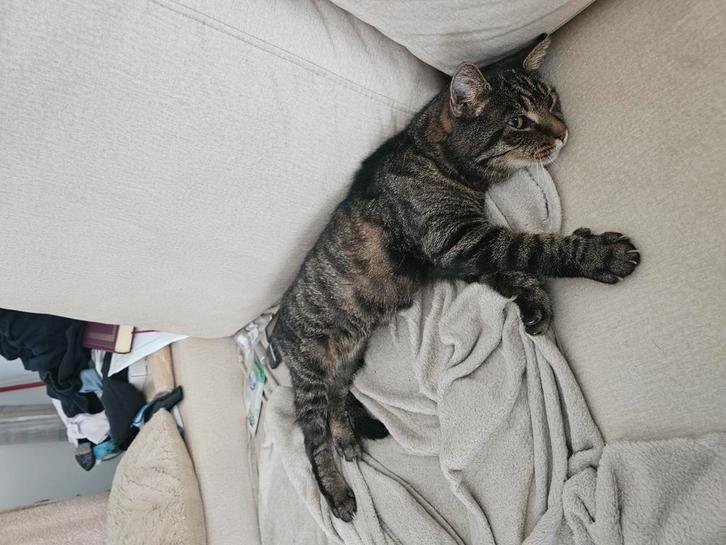 Mannelijk grijs zwart kat, Dieren en Toebehoren, Katten en Kittens | Raskatten | Korthaar, Kater