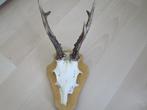 mooie echte reebok schedel/hoorns  30 cm bevestigd op hout, Antiek en Kunst, Ophalen of Verzenden