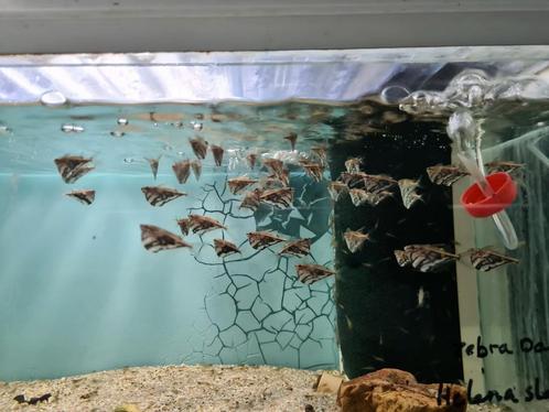 Marmer bijlzalm, Carnegiella Strigata, marmerbijlzalm, Dieren en Toebehoren, Vissen | Aquariumvissen, Zoetwatervis, Vis