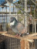 cauchois koppels, Dieren en Toebehoren, Vogels | Duiven, Meerdere dieren, Overige soorten