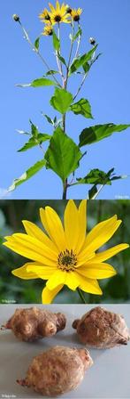 🌻 Aardperen Rood Wit Zonnewortel, Ophalen of Verzenden