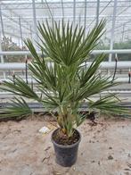 Palm, Chamaerops humilis, winterhard, Ophalen, Bloeit niet, Overige soorten, Volle zon
