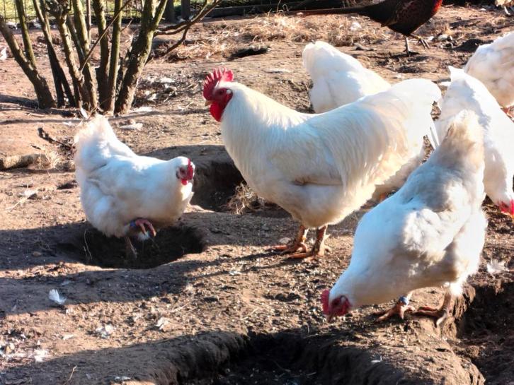Trio grote witte barnevelder, Dieren en Toebehoren, Pluimvee, Kip, Meerdere dieren