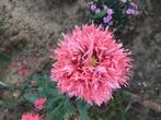 Papaver, pluizig zaden, rood. Klaproos., Ophalen of Verzenden, Voorjaar, Zaad