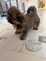 Zeer unique nestje mini Shih Tzu pups, Dieren en Toebehoren, Honden | Chihuahua's en Gezelschapshonden, Overige rassen, CDV (hondenziekte)