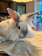 Lief konijn (vrouwtje) mix baard/teddy/dwerg, Dieren en Toebehoren, Konijnen, Vrouwelijk