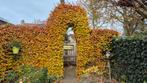 Beukhaag met Boog - Prachtige Tuinafscheiding, Tuin en Terras, Tuinhekken en Hekwerk, Ophalen, Met poort, Gebruikt, Tuinhek