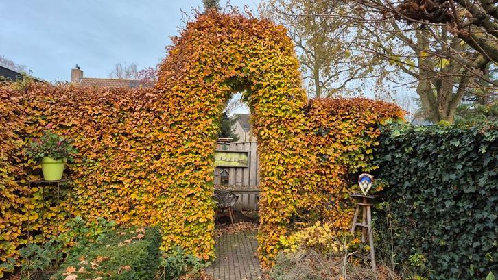 Beukhaag met Boog - Prachtige Tuinafscheiding, Tuin en Terras, Tuinhekken en Hekwerk, Gebruikt, Tuinhek, Hout, Met poort, Ophalen