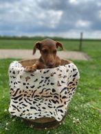 3 knappe pups te koop, Dieren en Toebehoren, Honden | Jack Russells en Terriërs, Jack Russell Terriër, CDV (hondenziekte), 8 tot 15 weken