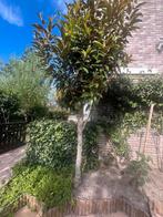 Boom, Tuin en Terras, Planten | Bomen, Ophalen