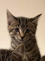 Een superlief en schattig kitten zoekt een liefdevolle thuis, Dieren en Toebehoren, Katten en Kittens | Overige Katten, Poes