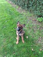 Duitse herder pup, Dieren en Toebehoren, Honden | Herdershonden en Veedrijvers, Rabiës (hondsdolheid), Reu, 8 tot 15 weken, Eén hond