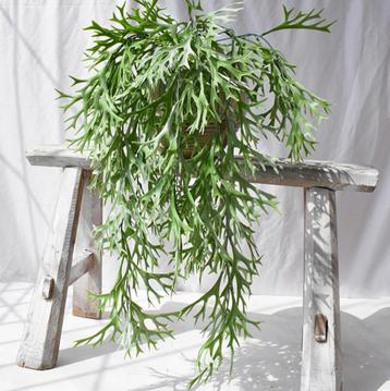 Varen Kunstplant / Hang Plant Hangplant Kunst Nep Sier beschikbaar voor biedingen
