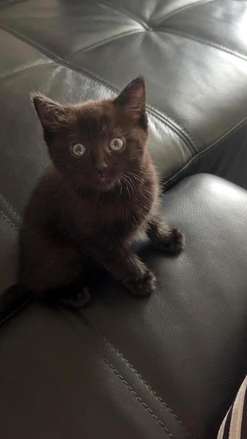 Mooie lieve zwarte kitten poesje. Mag naar een gouden mandje, Dieren en Toebehoren, Katten en Kittens | Overige Katten, Poes