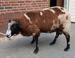 Te koop overjarige bonte ram, Dieren en Toebehoren, Schapen, Geiten en Varkens, Mannelijk, Schaap, 0 tot 2 jaar