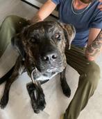 Stoere kanjer Bruno zoekt baasje.Cane Corso x Herder, Particulier, Rabiës (hondsdolheid), Reu, Buitenland