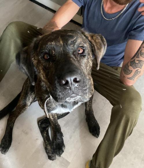 Stoere kanjer Bruno zoekt baasje.Cane Corso x Herder, Dieren en Toebehoren, Honden | Herdershonden en Veedrijvers, Reu, Herder