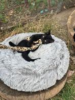 LAATSTE KITTEN Britse korthaar, Dieren en Toebehoren, Katten en Kittens | Raskatten | Korthaar, Meerdere dieren, Ontwormd, 0 tot 2 jaar