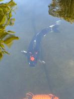 😁Wagoi Kawari Kogane koi 40 cm Ikarashi Ozumi, Dieren en Toebehoren, Vissen | Vijvervissen, Karper of Koi