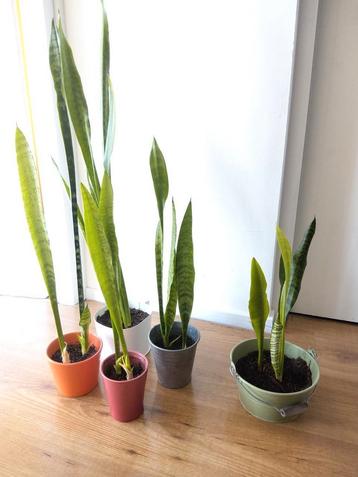 Sanseveria vrouwentong pot met stekkies kopen vanaf 3 euro beschikbaar voor biedingen