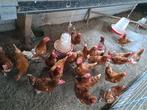 Kippen tekoop!, Dieren en Toebehoren, Pluimvee, Vrouwelijk, Kip